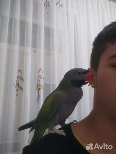 Передержка ваших питомцев