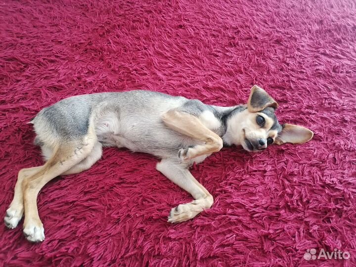 Собака карликовый пинчер