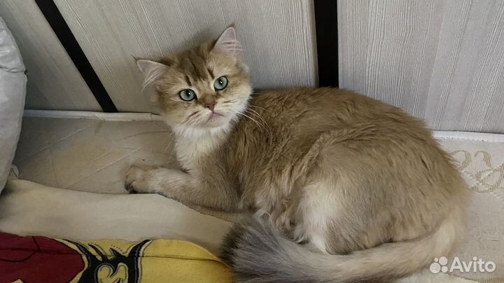 Кошка в дар