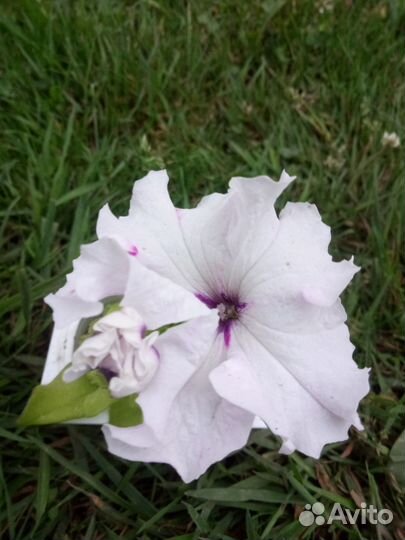 Рассада петунии