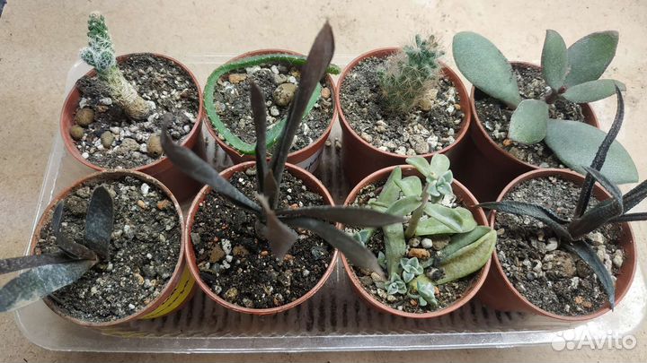 Суккуленты набор садики флорариум