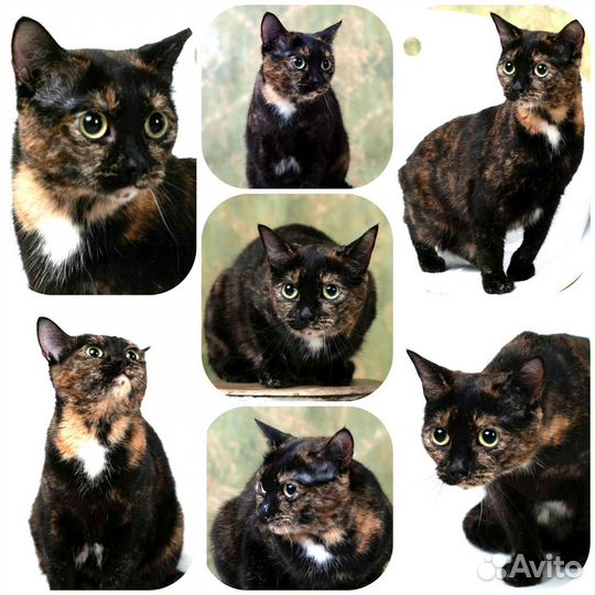 Кошка в дар