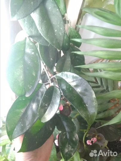 Комнатные лианы для вертикального озеленения