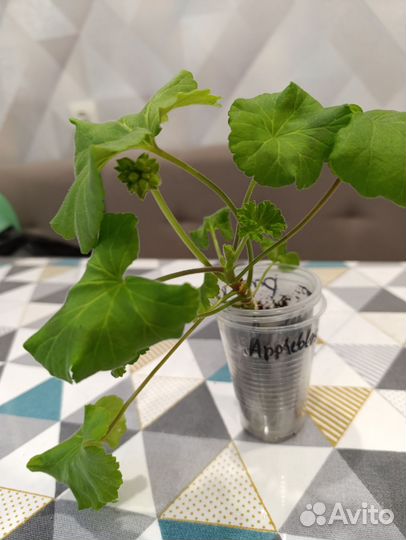 Пеларгония полумахровая розовая