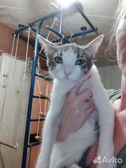 Котенок мальчик Вася в дар