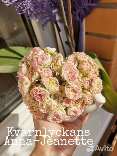 Розебудные и тюльпановидные пеларгонии