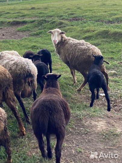 Овцы бараны ягнята