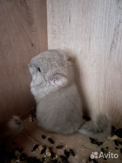 Шиншилла ангора