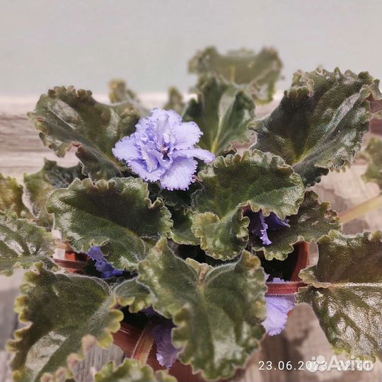 Сортовые фиалки