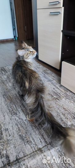 Мейн-кун девочка