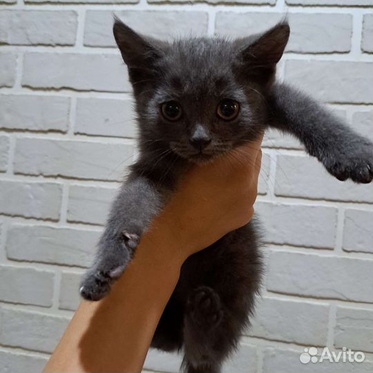 Котята