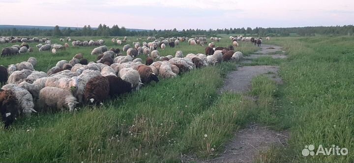 Мясо баранина