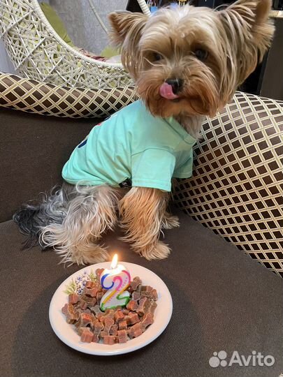 Щенки йорка мини