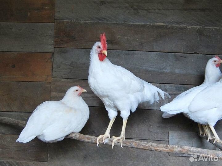 Куры Несушки, Бесплатная доставка