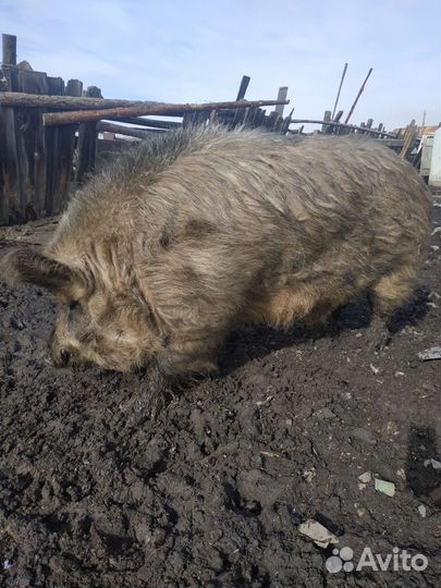 Кабан Мангал