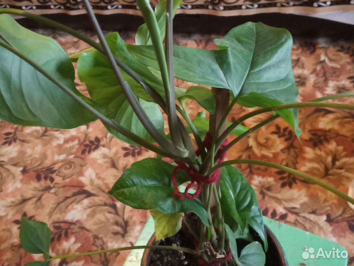 Сингониум -многолетнее растение