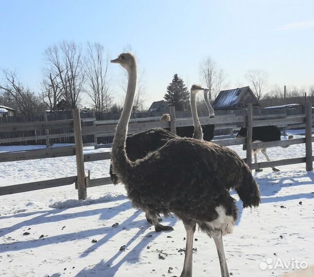 Птенцы страуса