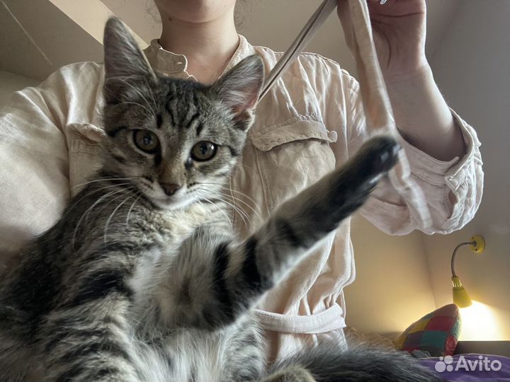 Отдам в хорошие руки котенка