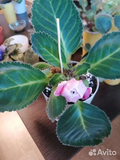 Глоксиния, фиалки