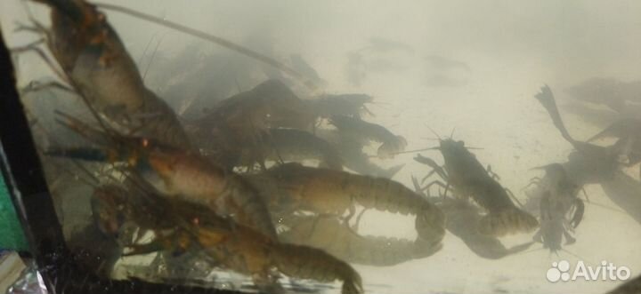 Австралийский красноклешневый рак