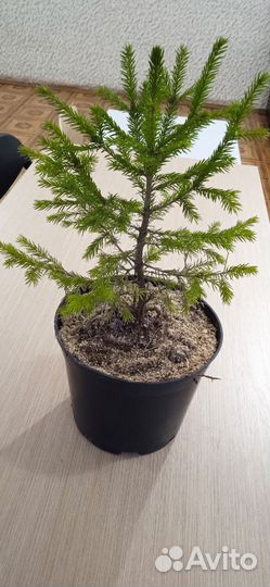 Живая ёлка в горшке