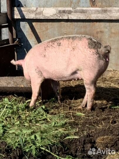 Свинья ландрас