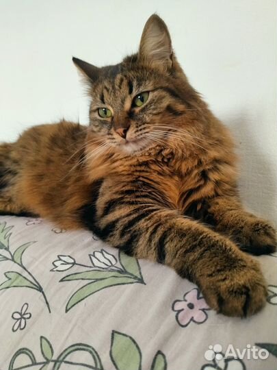 Котик в добрые руки