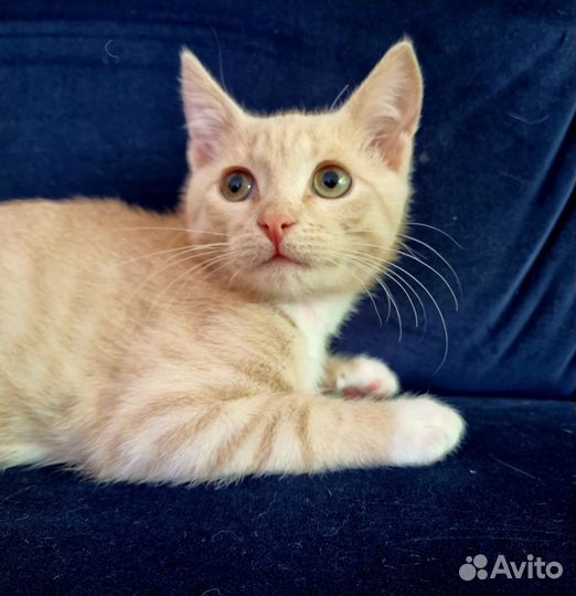 Котенок-мальчик в добрые руки