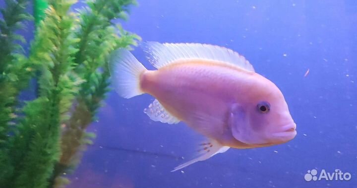 Красная зебра. Самец