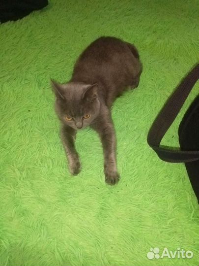 Кошка в добрые руки бесплатно