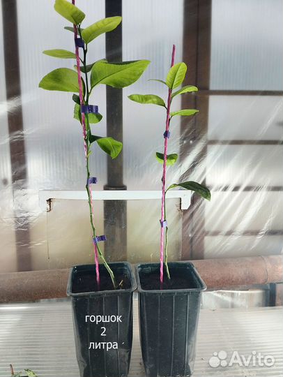 Лимонное дерево