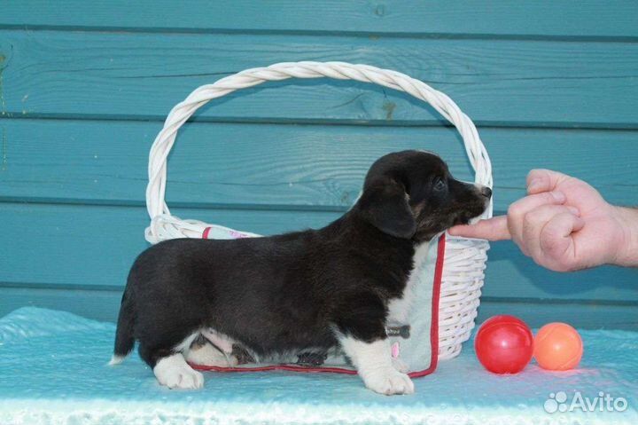 Щенки вельш-корги кардиган