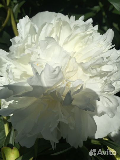 Пионы для посадки