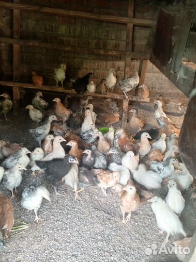 Цыплята 2 месяца
