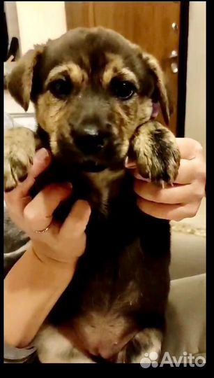 Щенок в добрые руки