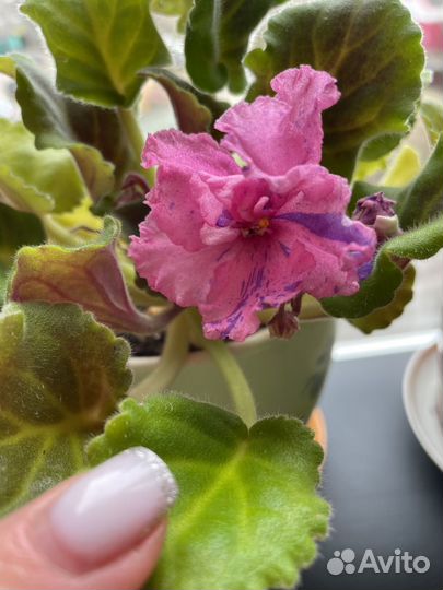 Фиалки цветут круглый год при правильном уходе