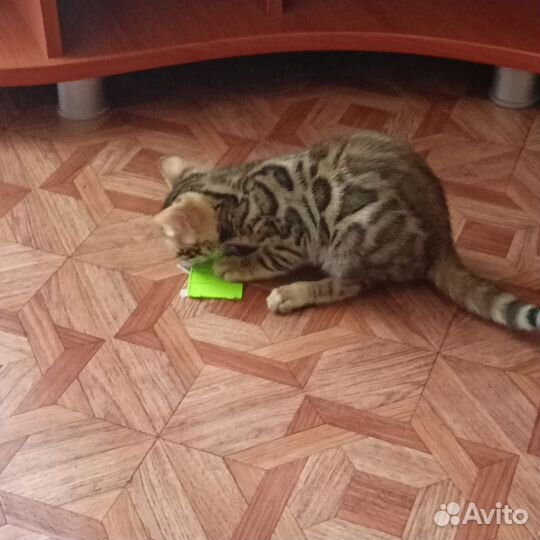 Бенгальские котята