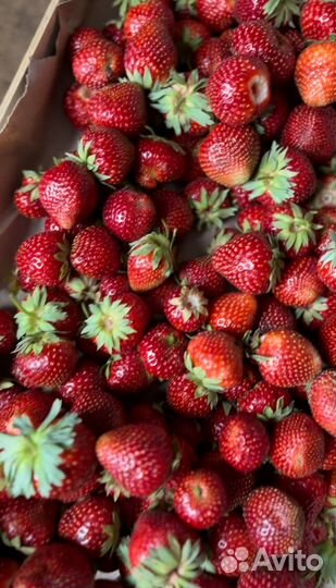 Клубника свежая