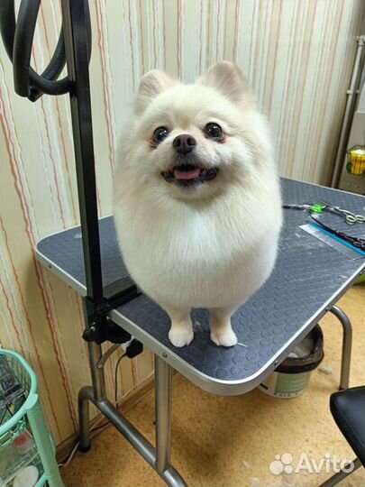 Груминг собак и кошек