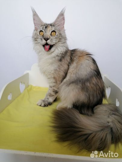 Кошка Мейн-кун