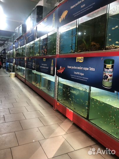 Аквариумных рыбок видов 100 И все что Требуется