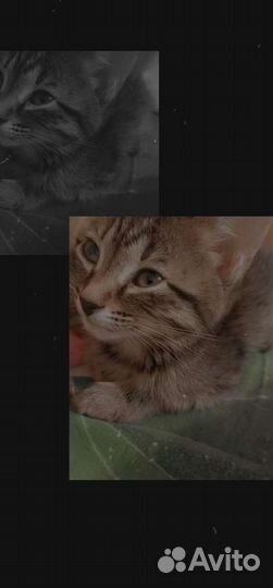 Кошечка в добрые руки