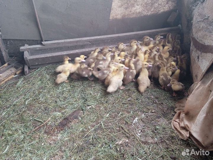 Продажа утят