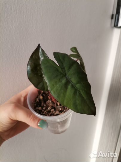 Алоказии, принцесса Юкатан