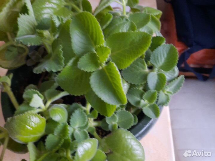 Комнатная мята