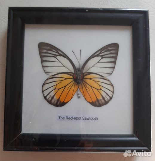 Картинка панно бабочка