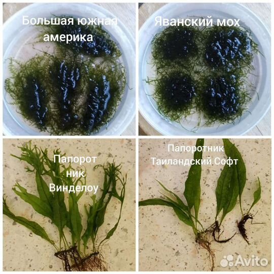 Аквариумные Растения