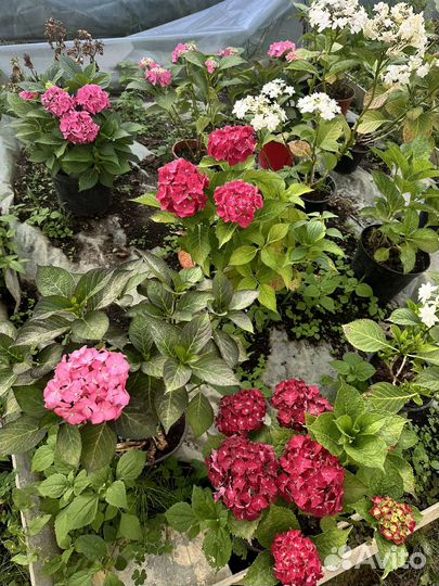 Продажа посадочного материала