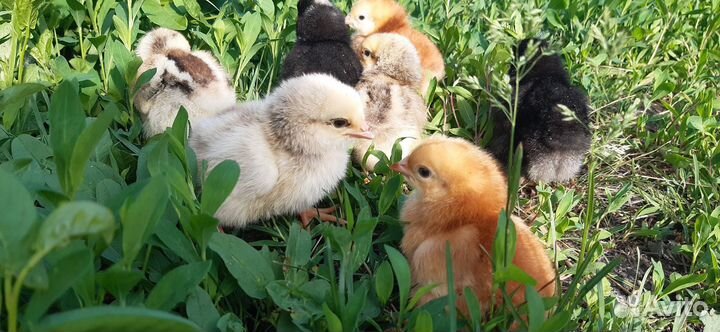 Цыплята Мастер Грей и другие
