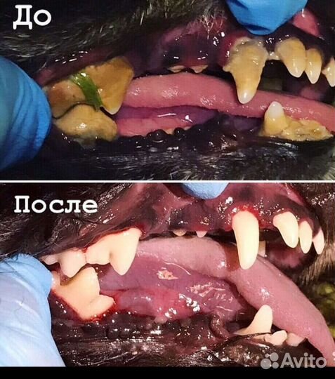 Ультразвуковая чистка зубов собаке, кошек.Подрезка
